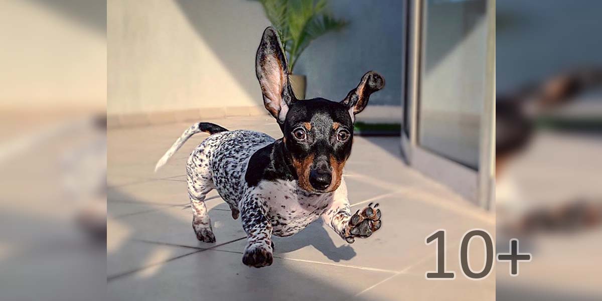 Seznamte se s jezevčíkem, který vypadá jako kříženec krávy. Ale svou roztomilost nezapře.