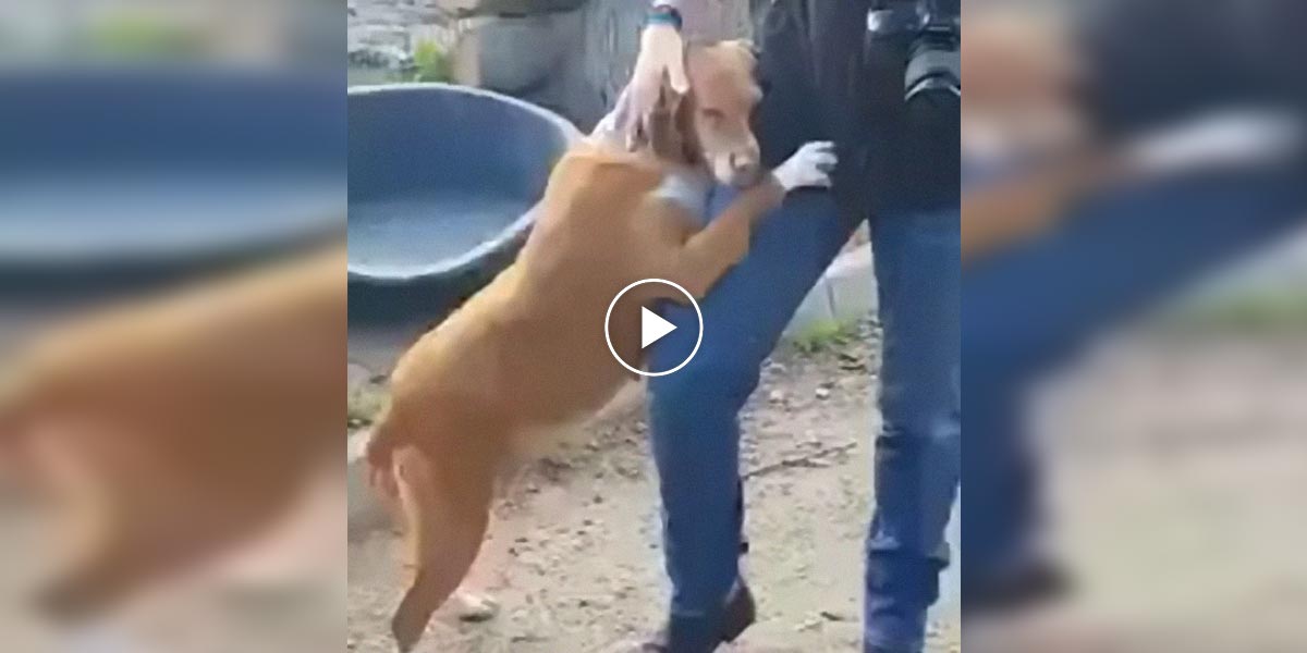 Pes v útulku objal reportéra. Ten se ho následně rozhodl adoptovat.