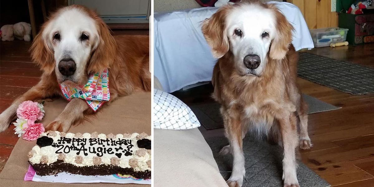 Tohle je první zlatý retrívr na světě, který se dožil 20 let