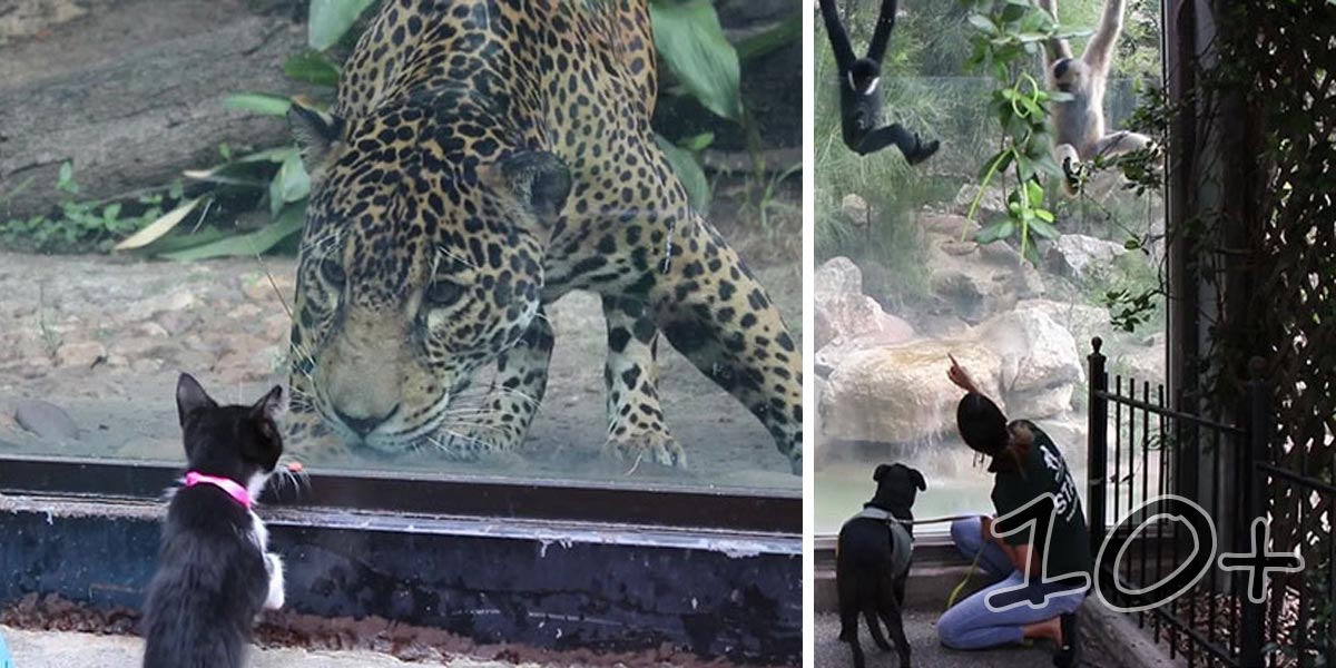 Útulek vzal své šelmy do ZOO, aby viděli své divoké příbuzné
