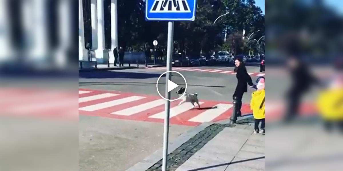 Tenhle pes denně pomáhá lidem přejít přes přechod. Je z něj místní celebrita.