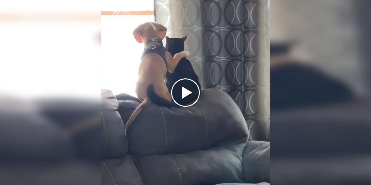 Dokonalé video: Štěně, které si našlo novou kočičí kamarádku