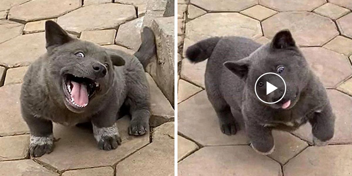 Lidé říkají, že tohle štěně je hybridem kočky a psa. Co si myslíte vy?