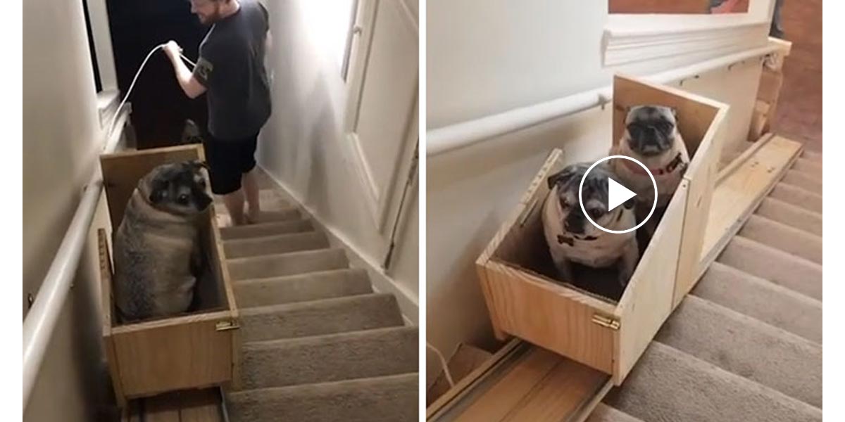 Majitel pro starší psy vyrobil psí výtah. Ohlas je obrovský.