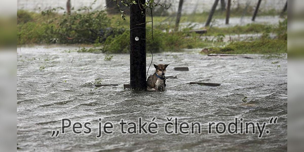 Fotografie psů ze záplav, kteří neměli naději až do té doby než se ukázali stateční lidé