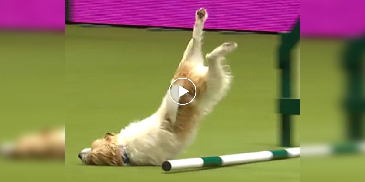 Jack Russel, ze kterého bychom si měli vzít příklad