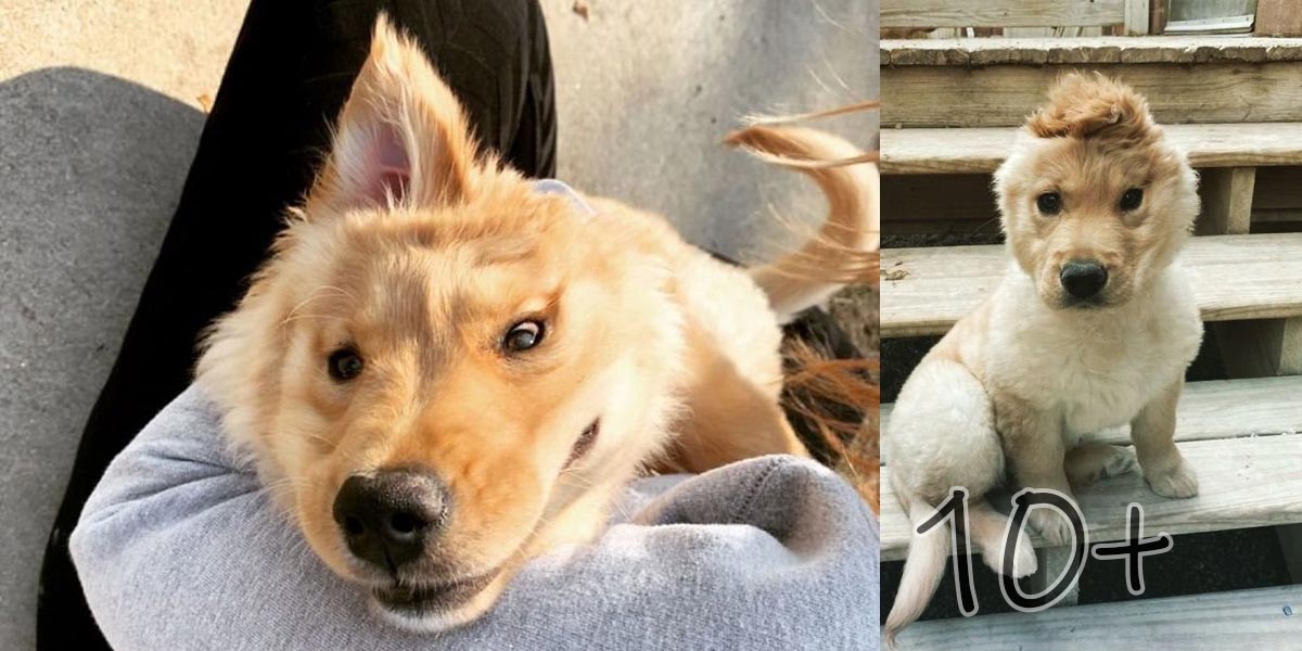 Fenka s vrozenou vadou se narodila jako jednorožec. A čeká jí dlouhý a spokojený život...