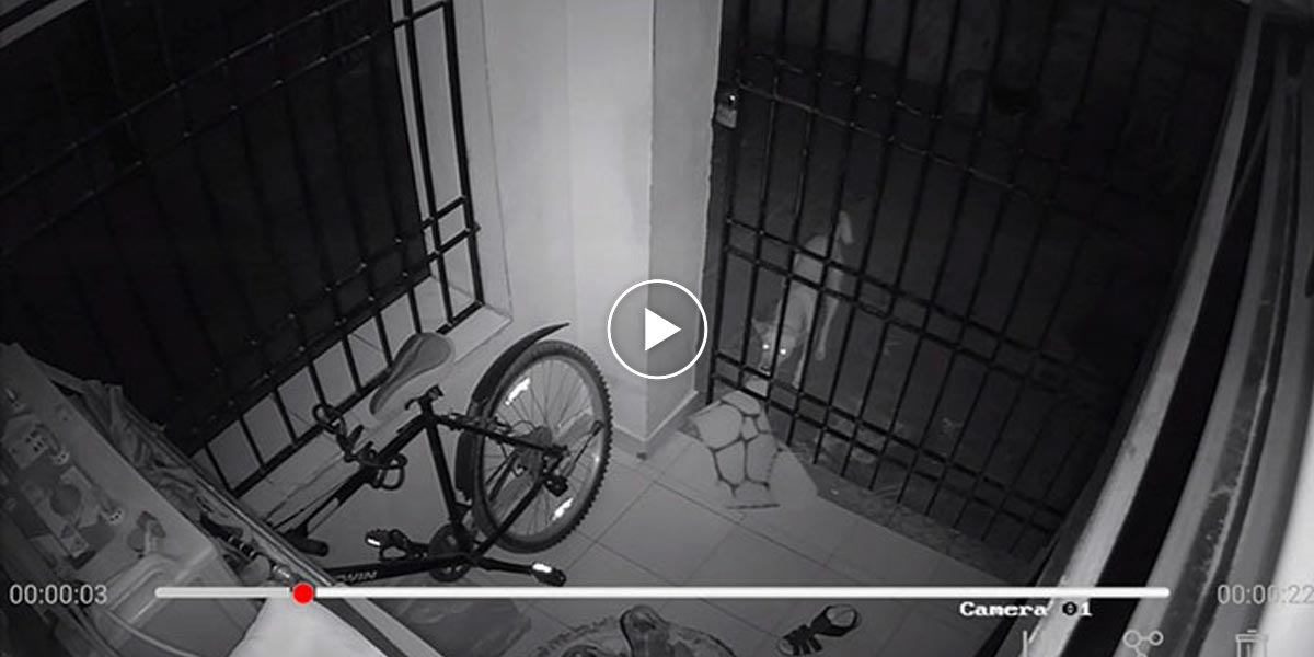 Každou noc se mu ztrácely věci, a tak si pořídil kameru. Zloději byli 3 - psi souseda.