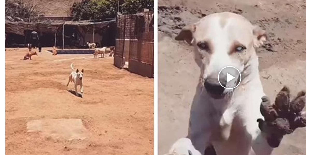 Slepý pes v útulku, který běží jako o závod, když ho zavolá jménem jeho nejlepší přítel