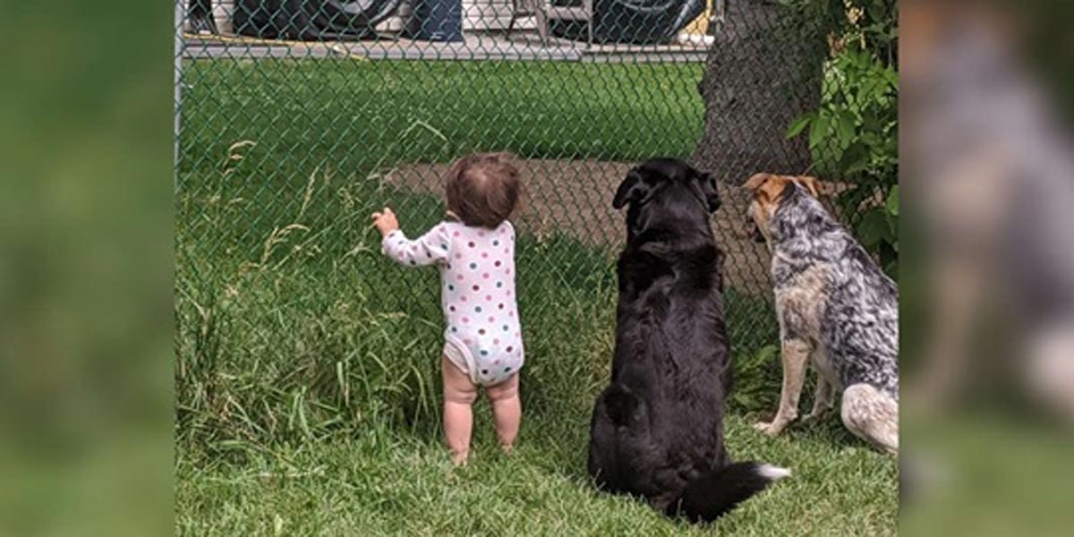 Holčička se každý den připojí ke svým psům, aby od sousedů také dostala něco dobrého