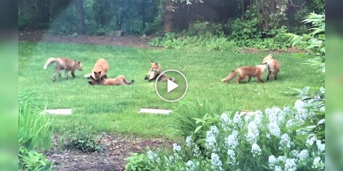 Když jdou psi domů, na zahradu se nám seběhnou lišky