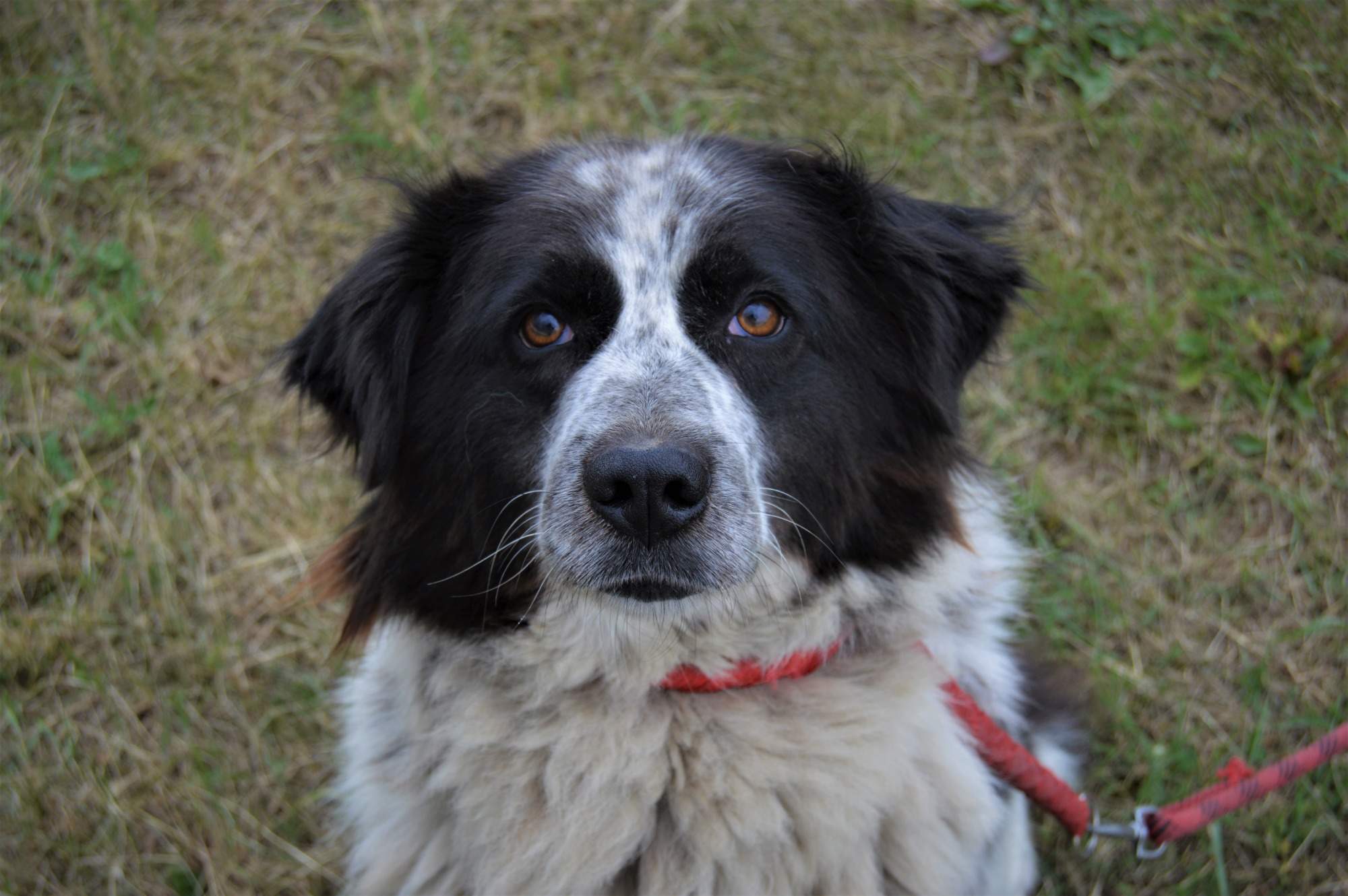 KRÁSNÁ PSÍ HOLKA NEXIE HLEDÁ NOVÝ DOMOV