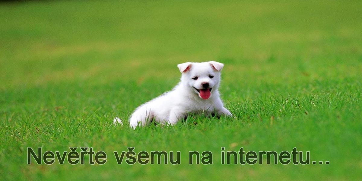 Pozor na návody „Jak ochladit v létě psa“, které se šíří internetem, mohou psovi ublížit