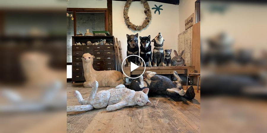 Podívejte se na psí instinkt, jak se chytrý pes snaží splynout s okolím