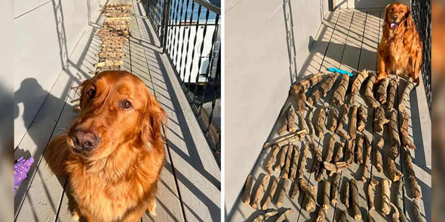 Tenhle pes dokazuje svému majiteli, jak je hrdý na svou sbírku „aportovacích věcí“