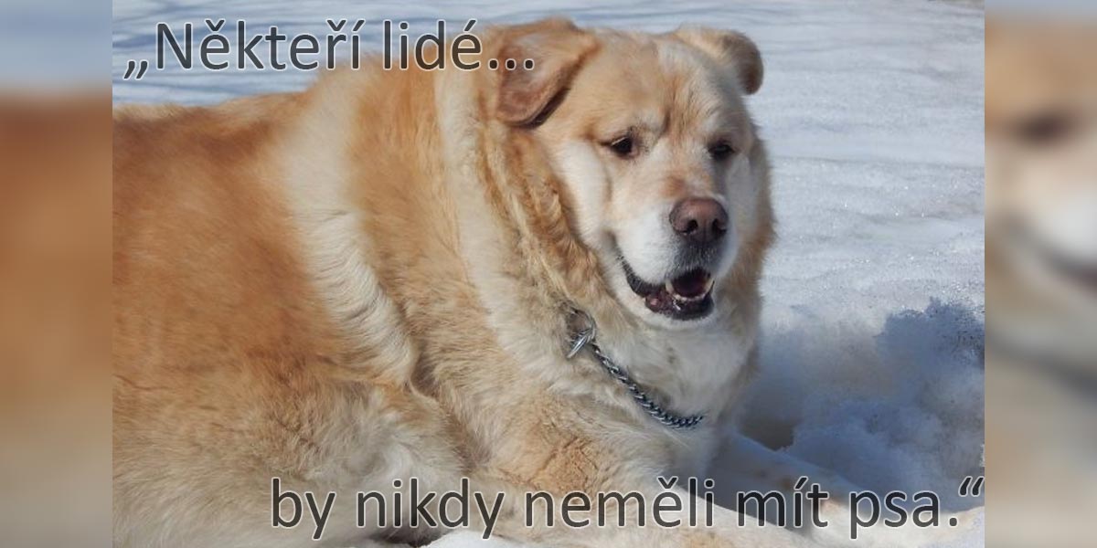 Zlatého retrívra s nadváhou přišel do ordinace utratit. Naštěstí veterinář odmítl a vzal věc do vlastních rukou.