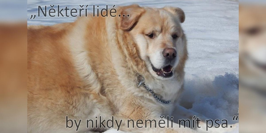 Zlatého retrívra s nadváhou přišel do ordinace utratit. Naštěstí veterinář odmítl a vzal věc do vlastních rukou.