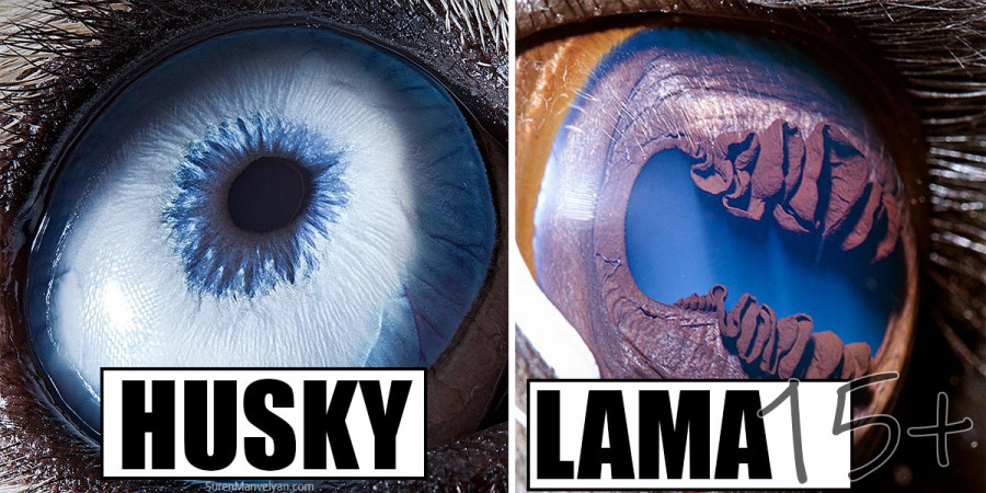 Fotograf dokonale zachytil jedinečnost každého oka (15+ obrázků)