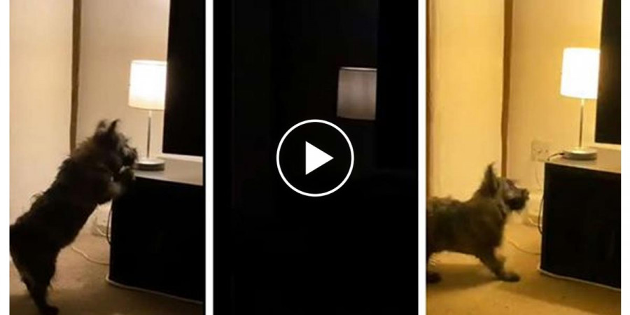 Štěně se naučilo ovládat vypínač, podívejte se na jeho reakci