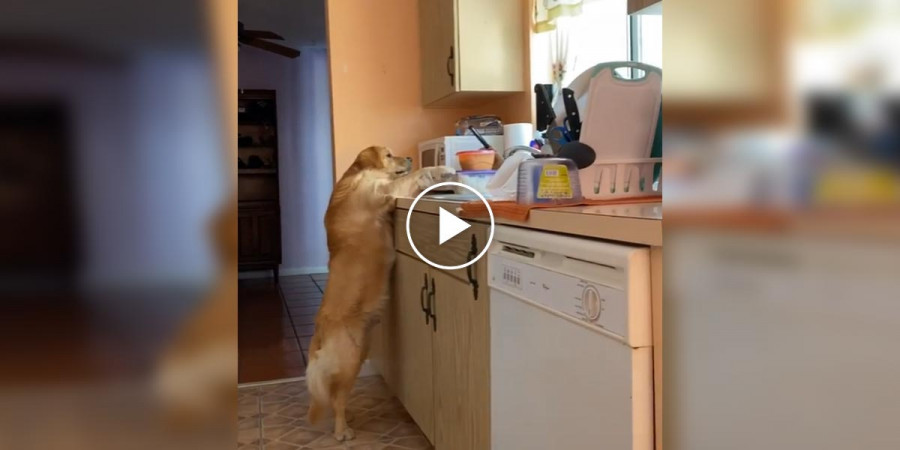 Zlatý retrívr, který netušil, že je právě přistižen při činu...