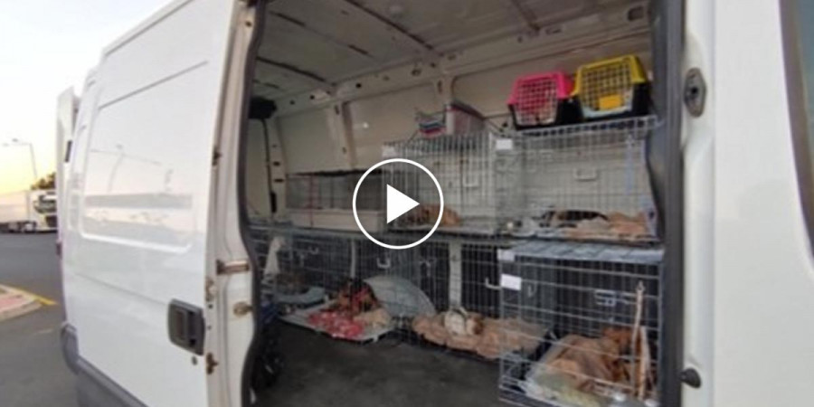 Před Teplicemi SVS objevila dodávku, která pašovala štěňata a koťata do Německa. Množírny jsou stále výnosný business