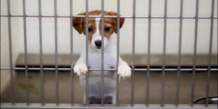 Poslanci odmítli zpřísnění trestu za týrání zvířat. A je to vlastně úplně jedno...