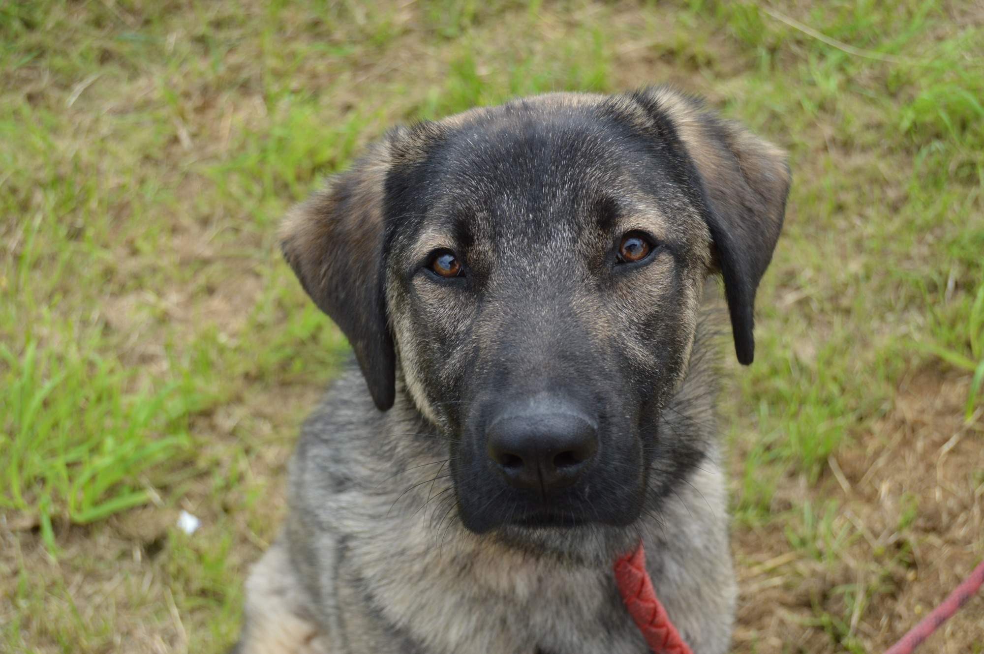 KAZAN HLEDÁ NOVÝ DOMOV