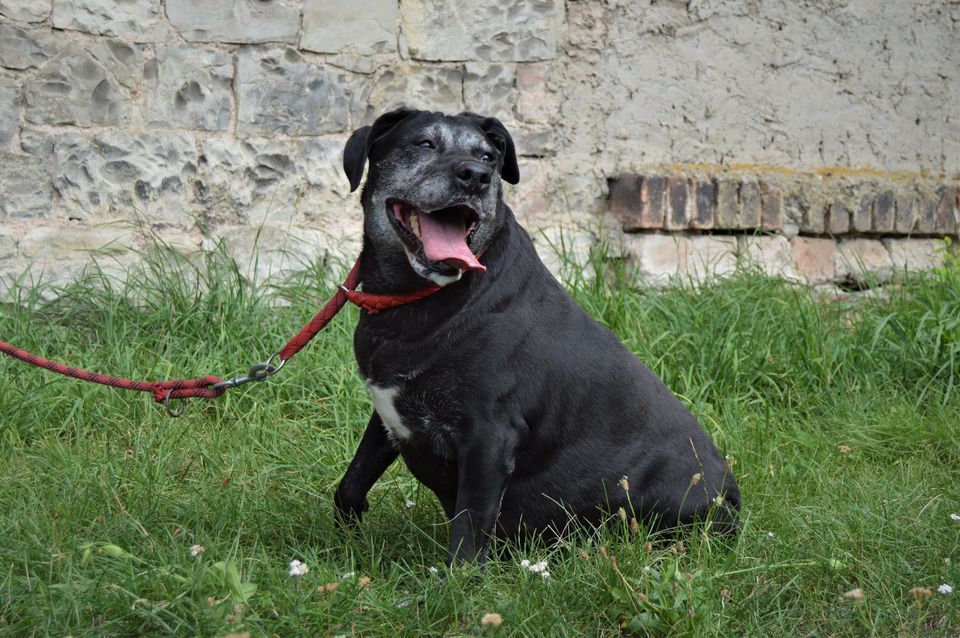 DORA HLEDÁ NOVÝ DOMOV