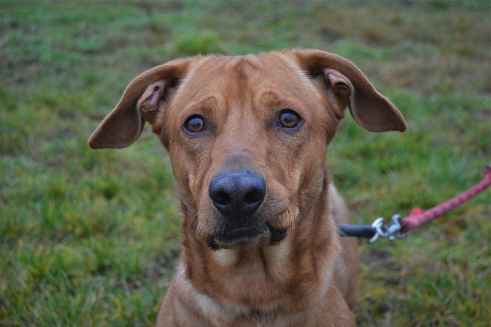 RIČÍ HLEDÁ NOVÝ DOMOV