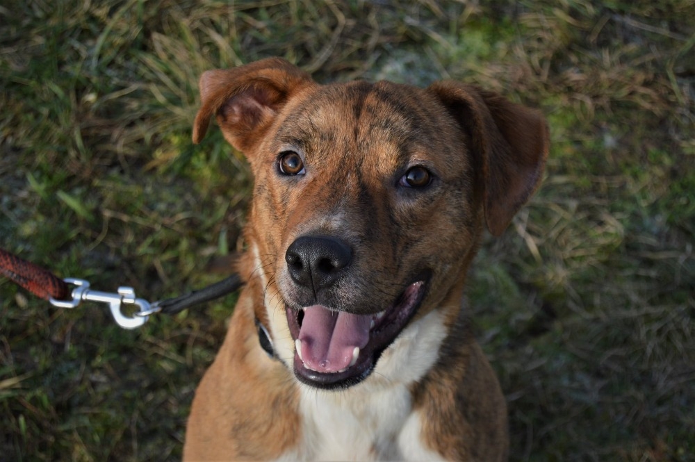 VESELÝ PLUTO HLEDÁ DOMOV