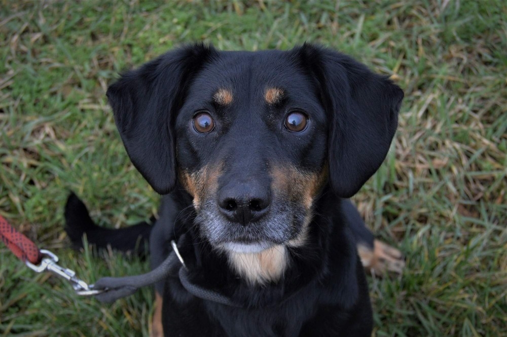 BEN HLEDÁ NOVÝ DOMOV