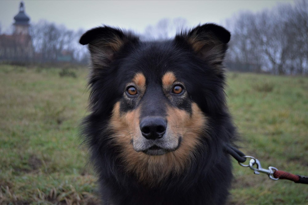 MAUGLÍ HLEDÁ DOMOV