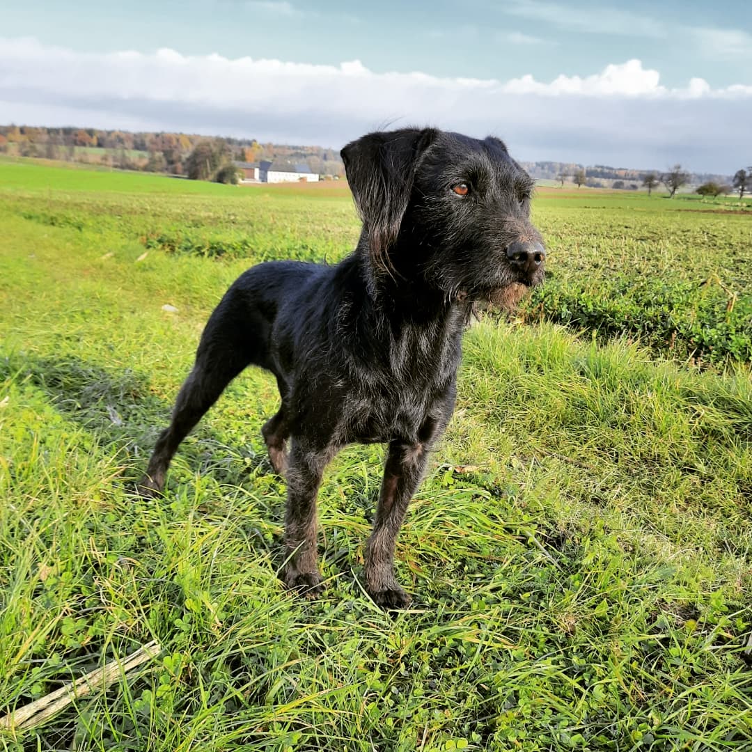 Znáte toto plemeno?