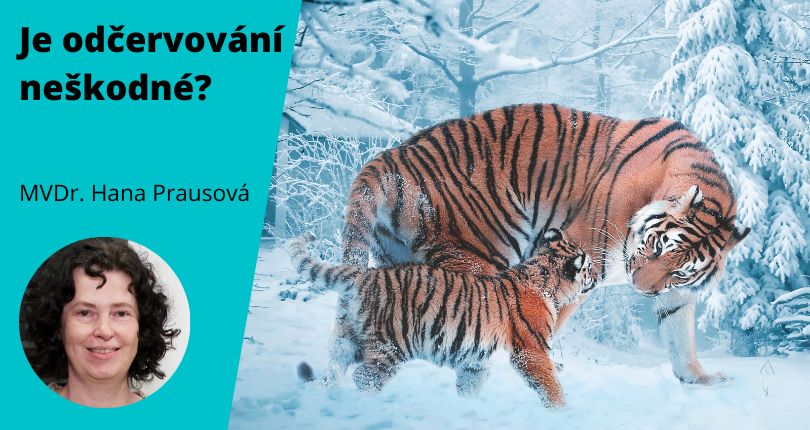 Je odčervování psů naslepo opravdu neškodné?