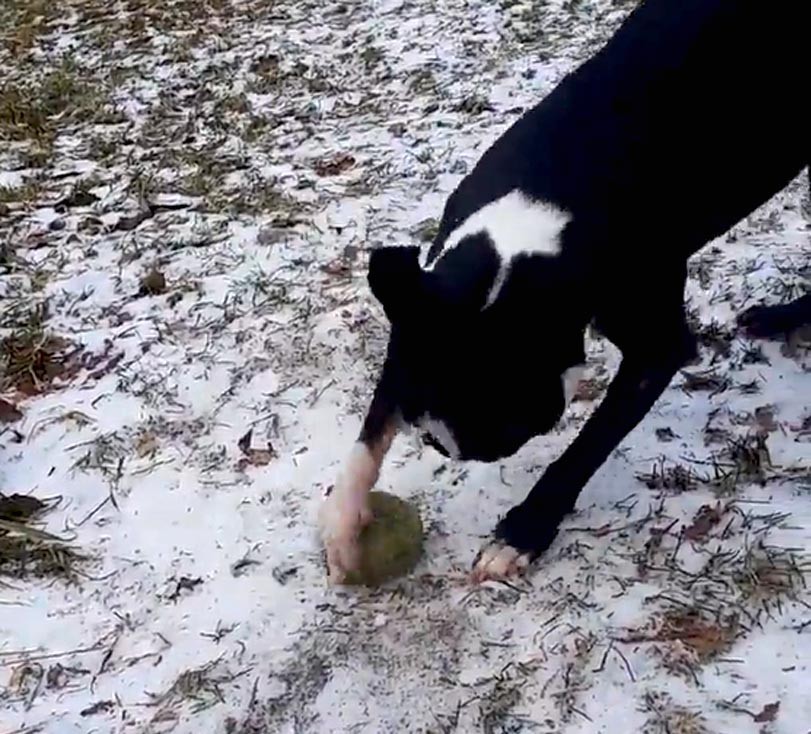 Zamrznutý míček v zemi