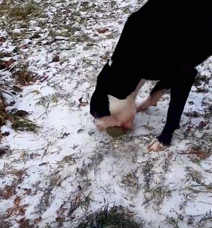 Pes vyndává míček v zemi, ve sněhu