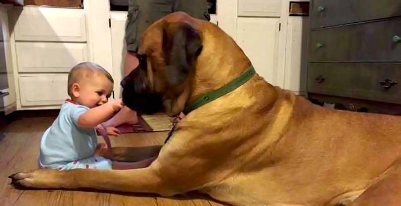 Velké plemeno psa a dítě