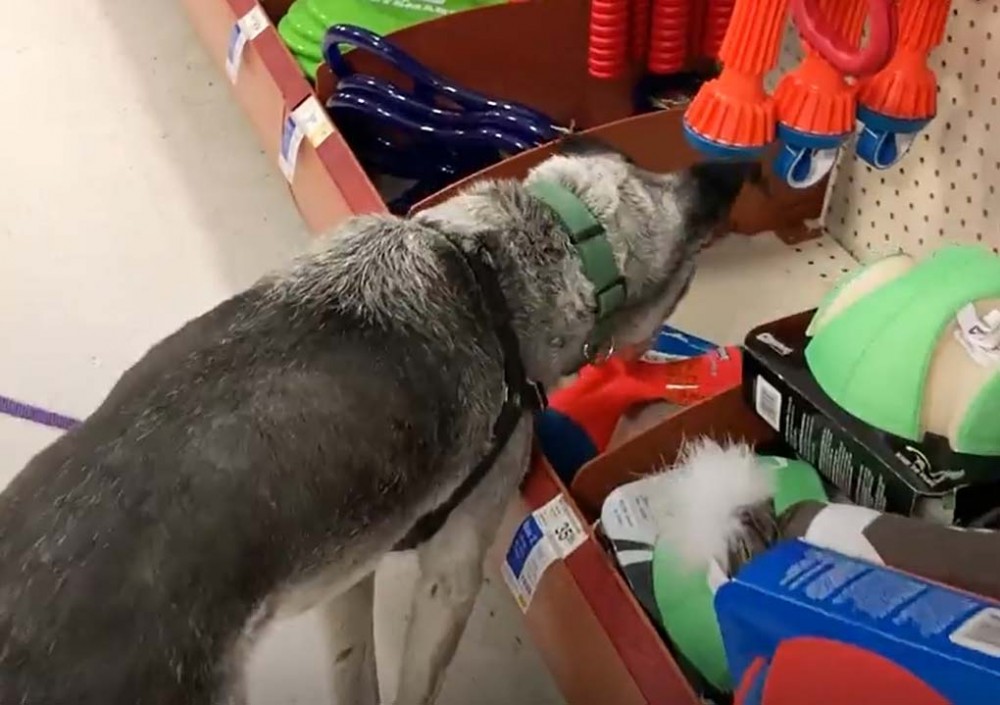 Pes si sám vybírá hračku