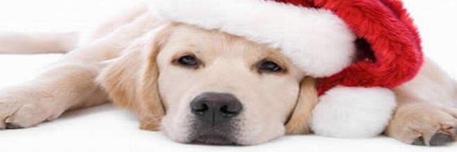 Veselé Vánoce!!! ツ