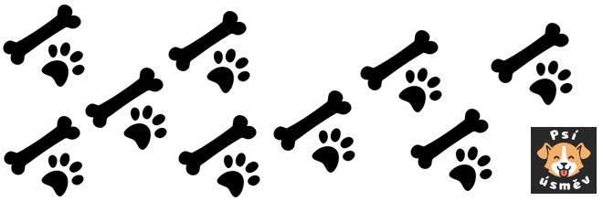 TIP: Pokud hledáte svého prvního psa a myslíte si, že chcete psa „opravdu chytrého“, pak mi věřte: NECHCETE