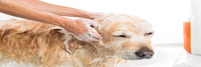 Jak často koupat psa?