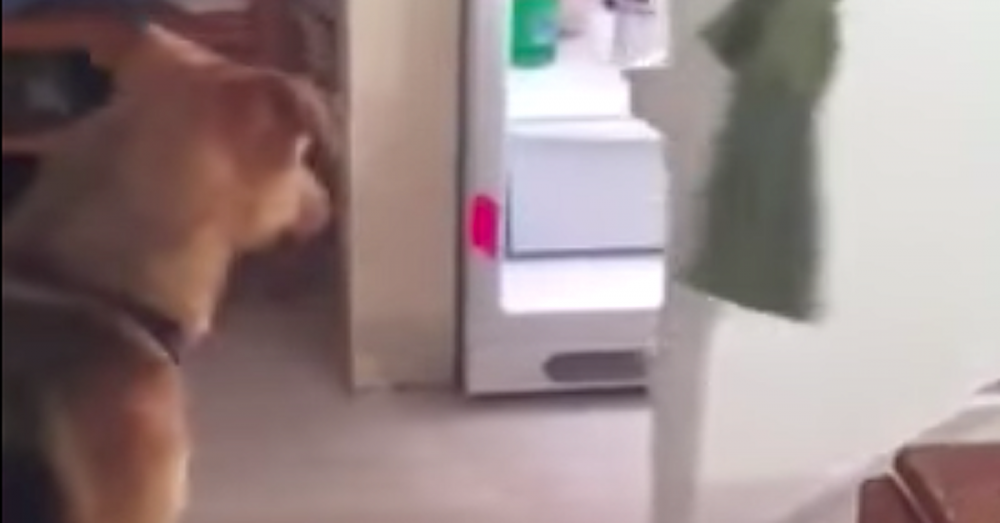 Pašák Ray z útulku umí nový kousek