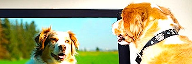 Proč někteří psi tak moc milují sledování Tv?
