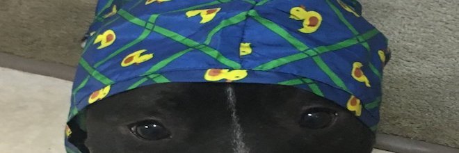 Pes, který nesnášel déšť, dostal oblečení, díky kterému se cítí bezpečně