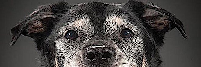 Tohle jsou důvody, proč adoptovat starého psa