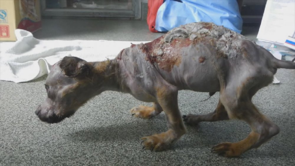 Neskutečná proměna malé fenčky