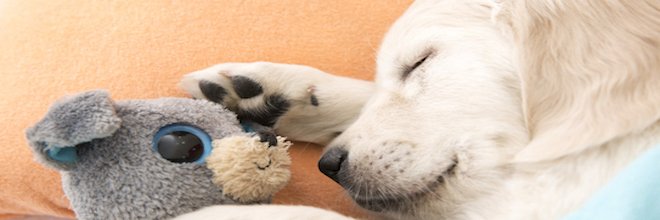 Tohle je nejlepší způsob, jak ubytovat své štěně v novém domově