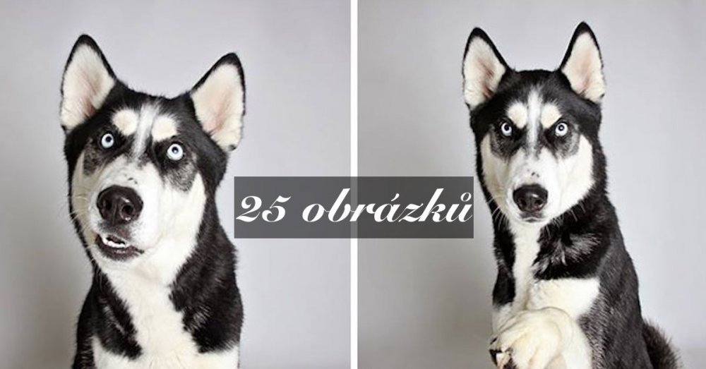 Útulku závratně pomáhají psí obrázky „z fotobudky“, adopce je rekordní
