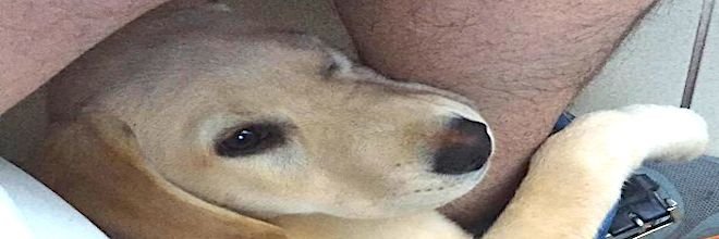 Lidé se nemohou přestat smát nad průběhem růstu tohoto labradora