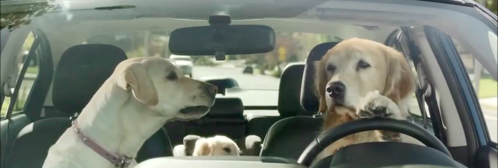 3 videa, která Vás nejvíce pobavila a zahřála u srdce za rok 2017